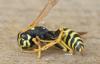 Polistes dominula